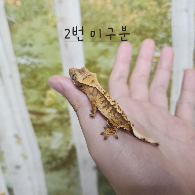 노멀 트라이 익스트림할리퀸