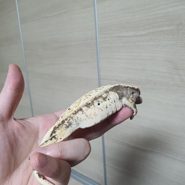 쿼드 레이지