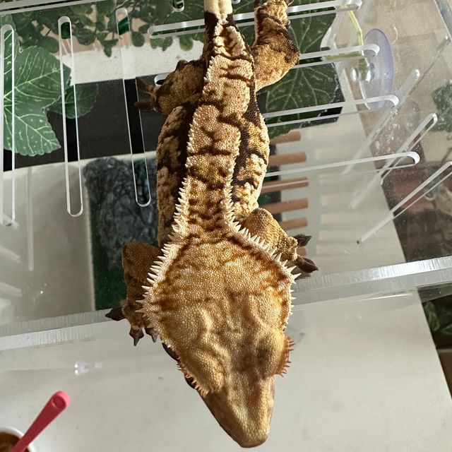 익스트림할리퀸