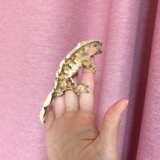 익스트림할리퀸