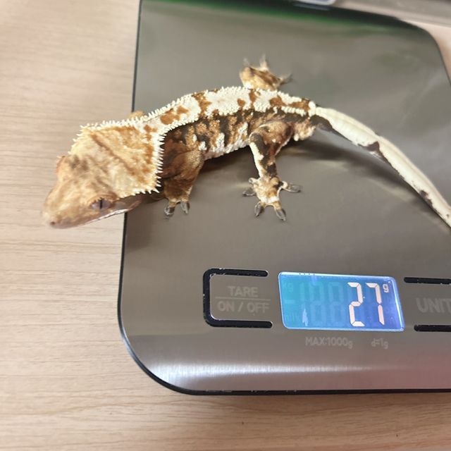 익스트림할리퀸