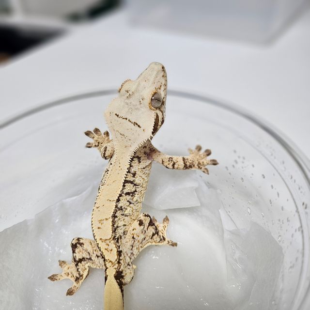 노멀