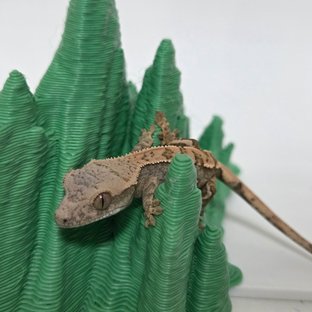 커리