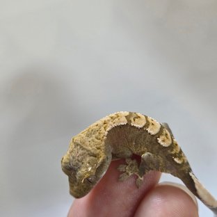 오르