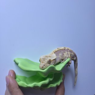 크림