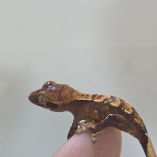 크앙