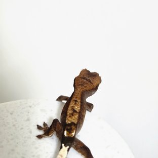 햇님