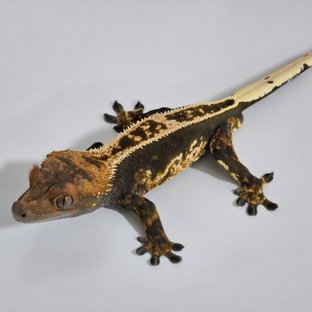 100%헷아잔틱 풀핀 핀스트라이프