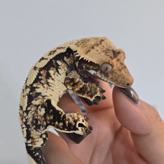 화이트스팟 트라이 익스트림할리퀸