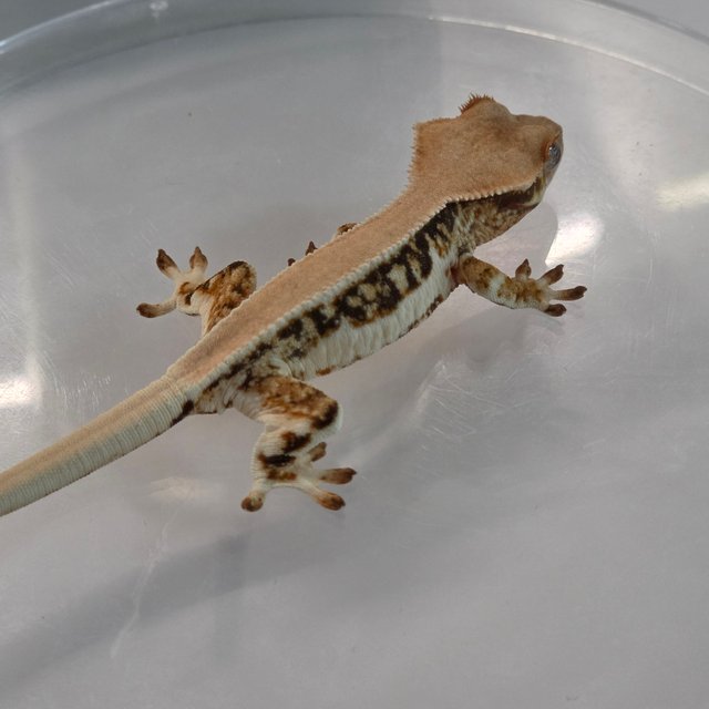 솔리드백 릴리화이트