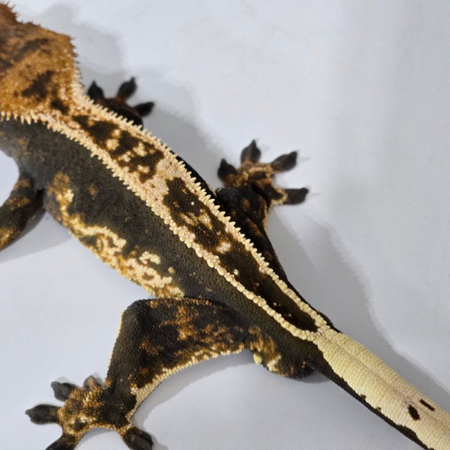 100%헷아잔틱 풀핀 핀스트라이프