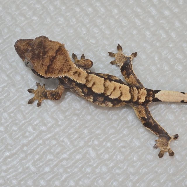 트라이 익스트림할리퀸 화이트스팟