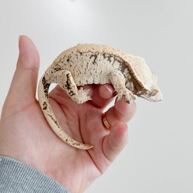 노멀 화이트스팟 드리피