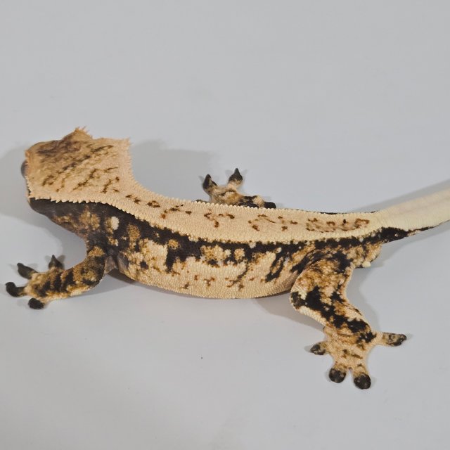 노멀 트라이 익스트림할리퀸 풀핀