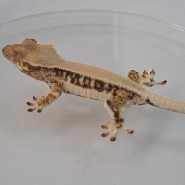 솔리드백 릴리화이트