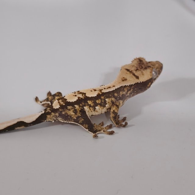 트라이 익스트림할리퀸 화이트스팟