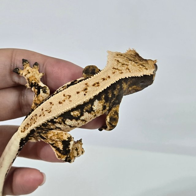 노멀 트라이 익스트림할리퀸 풀핀