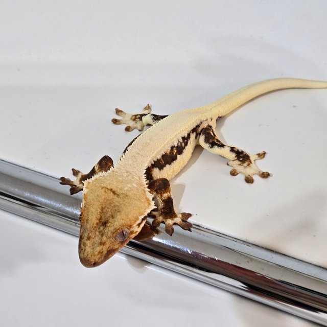 솔리드백 릴리화이트 드리피