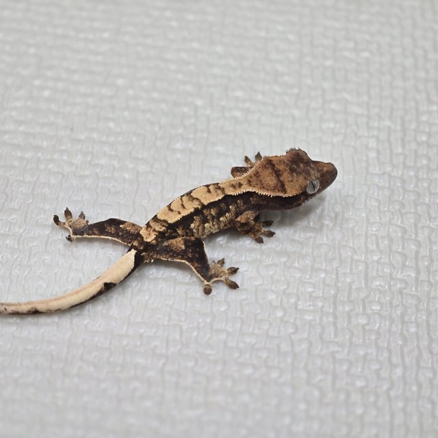 트라이 익스트림할리퀸 화이트스팟