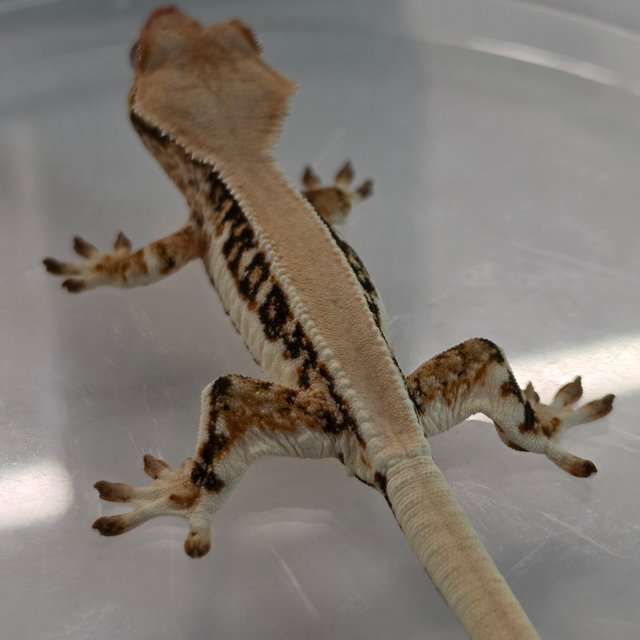 솔리드백 릴리화이트