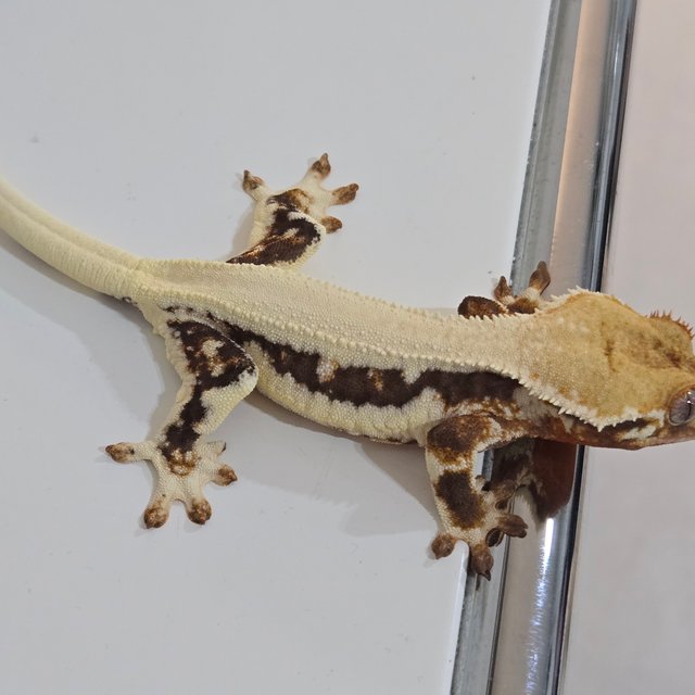 솔리드백 릴리화이트 드리피