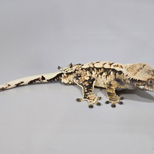 화이트스팟 트라이 익스트림할리퀸