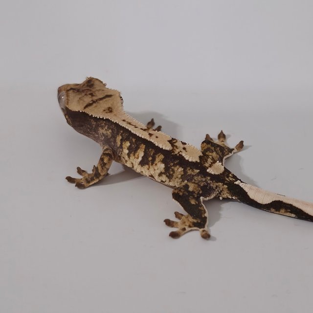 트라이 익스트림할리퀸 화이트스팟