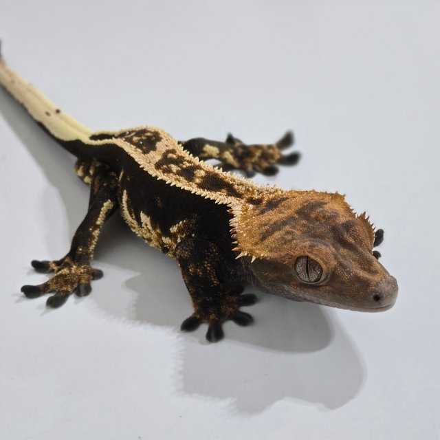 100%헷아잔틱 풀핀 핀스트라이프