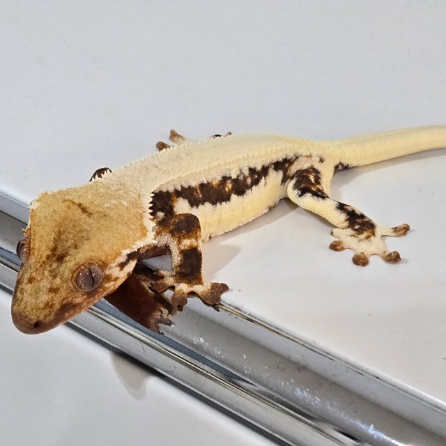 솔리드백 릴리화이트 드리피