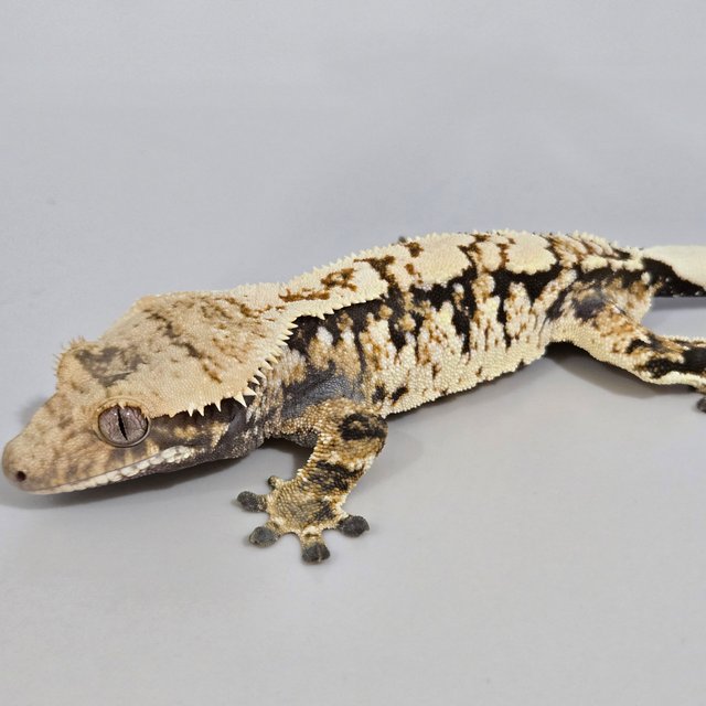 화이트스팟 트라이 익스트림할리퀸