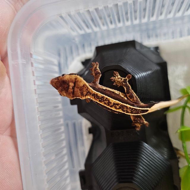 노멀 엠티백
