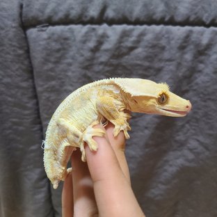 릴리화이트 크림 크림시클