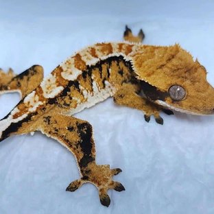 트라이 타이거 텐저린