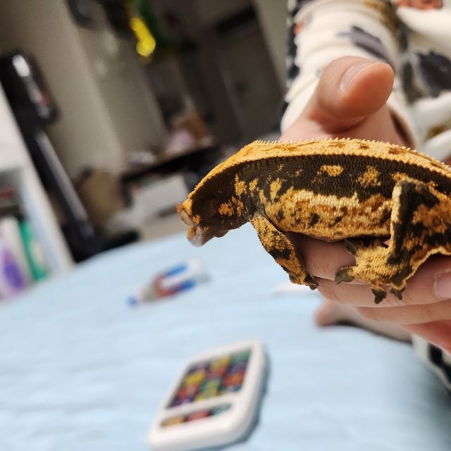 트라이 쿼드 풀핀