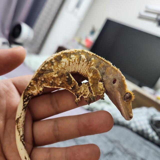 트라이