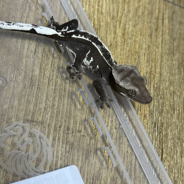 아잔틱