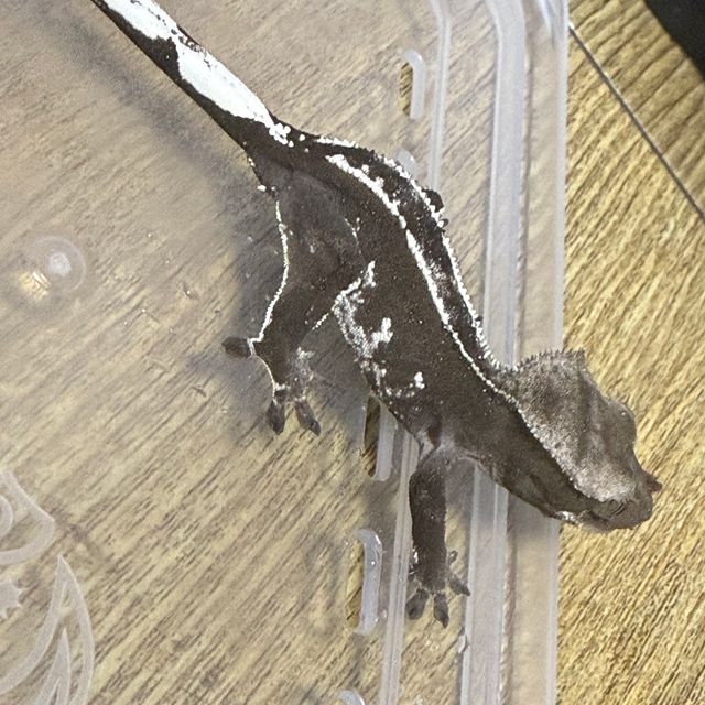 아잔틱