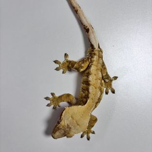 노멀 트라이 레드 옐로우 익스트림할리퀸