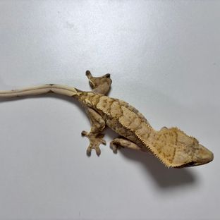 노멀 익스트림할리퀸 트라이 레드 옐로우