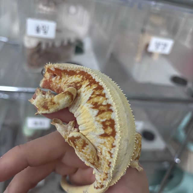 릴리화이트 레드 트라이 솔리드백