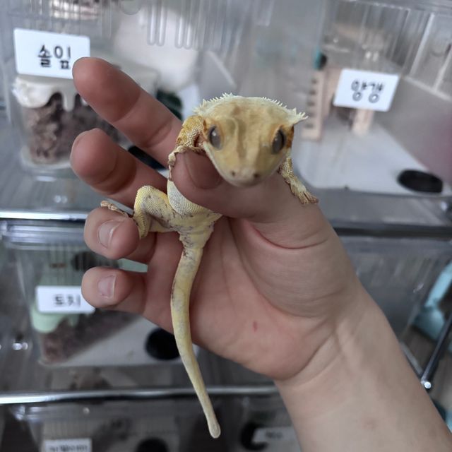 릴리화이트 레드 트라이 솔리드백