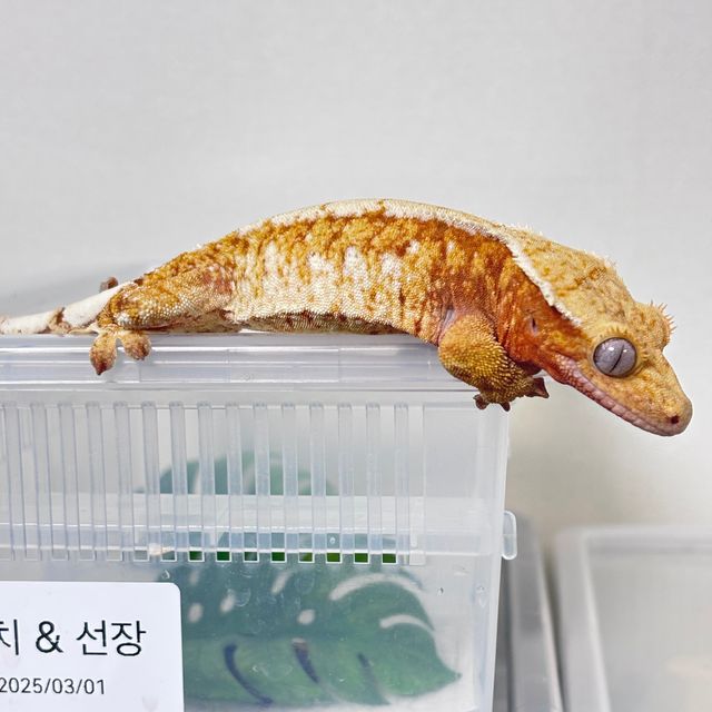 노멀 트라이 레드 화이트핀 드리피 익스트림할리퀸