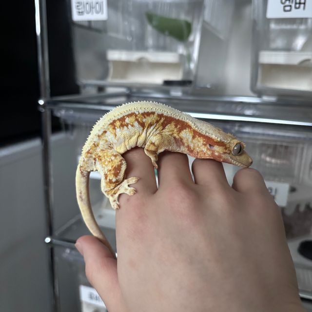 릴리화이트 레드 트라이 솔리드백