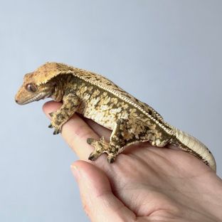 트라이 화이트스팟 익스트림할리퀸