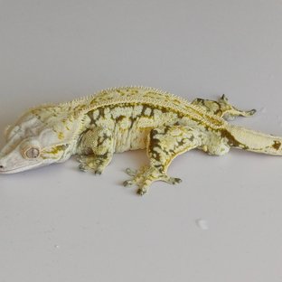 노멀 드리피 화이트스팟