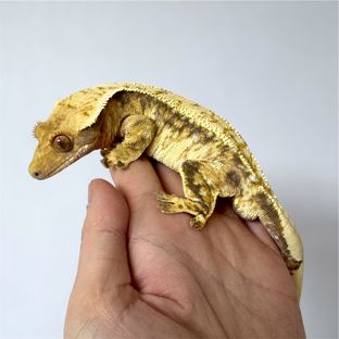 화이트 트라이 드리피