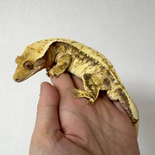 화이트 트라이 드리피