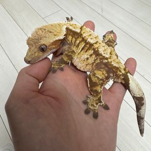 노멀 트라이 익스트림할리퀸 레드