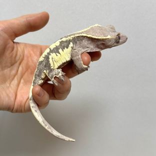 프라푸치노 드리피