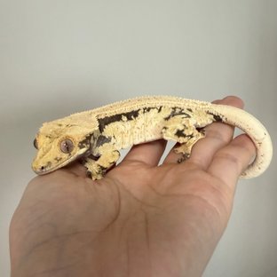 노멀 드리피 화이트스팟